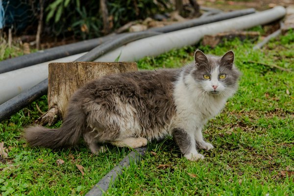 Le Mental Méta-Minceur : Plongée dans la Psychologie des Objectifs de Perte de Poids